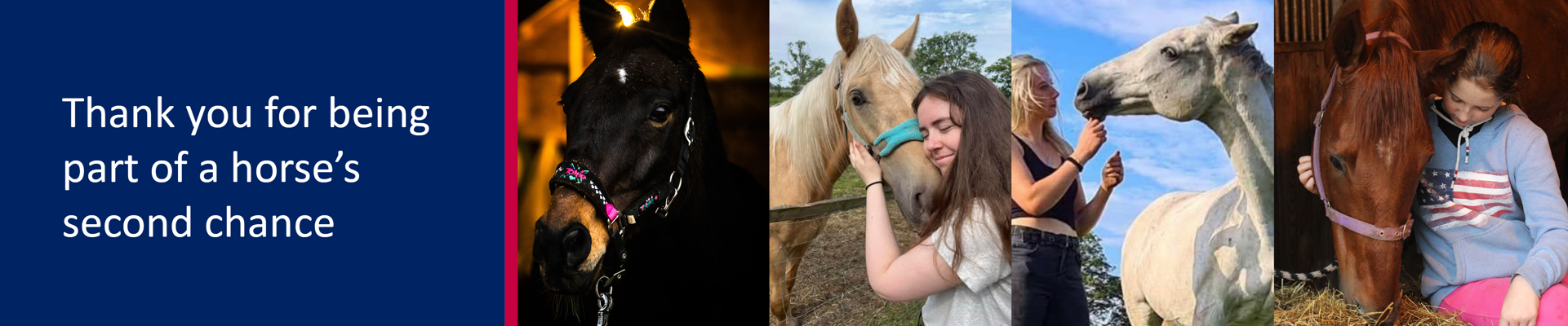 A rescued horse receiving care